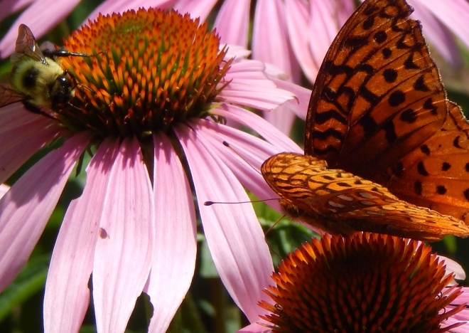 Butterfly, bee, flower